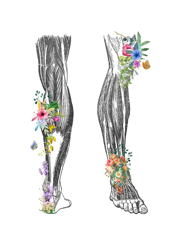 Leg Muscular Anatomy