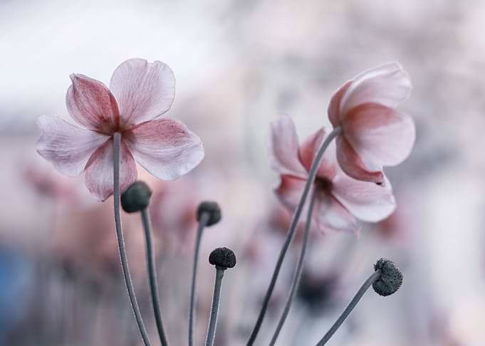 Pink Anemone