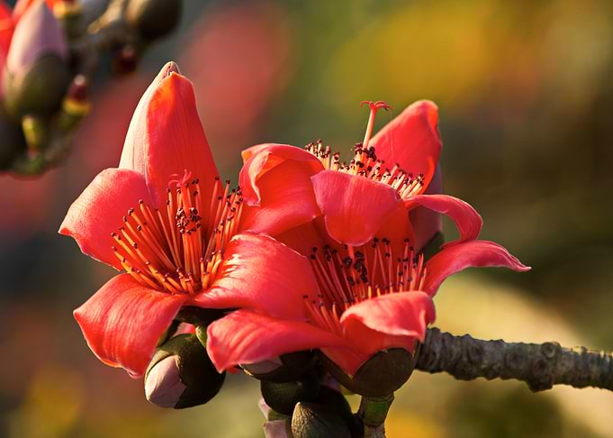 Bombax ceiba in focus