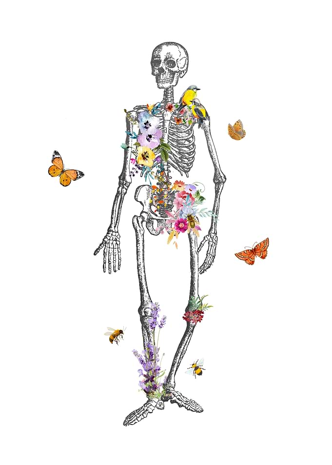 Skeleton Anatomy