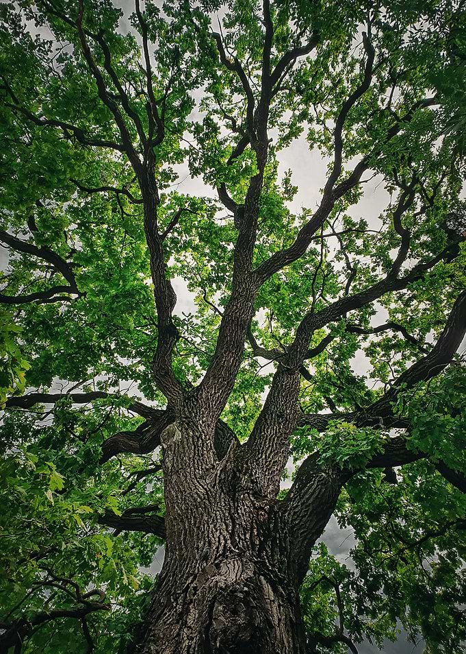 majestic oak tree