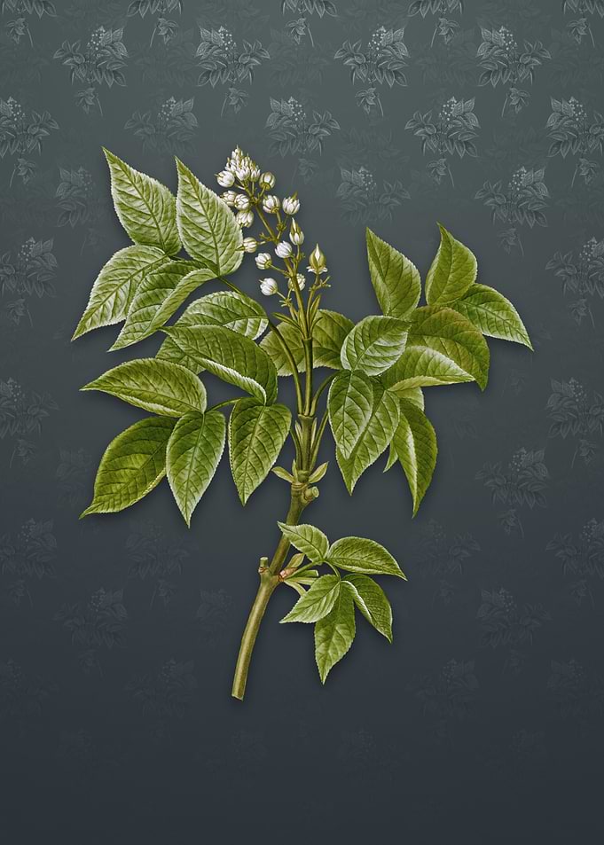 European Bladdernut
