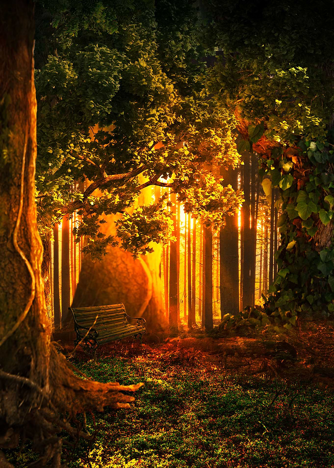 Forest Lighting
