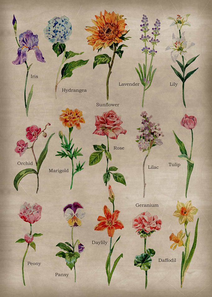 Vintage Garden Flowers