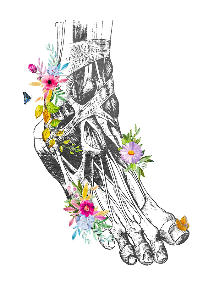 Lower Extremity Anatomy