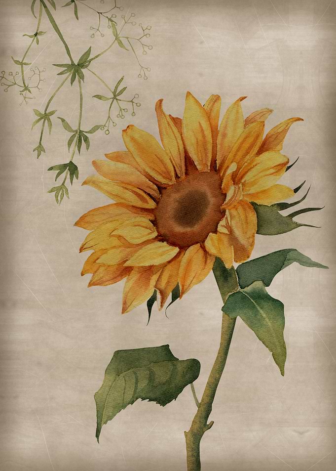 Vintage Sunflower Poster