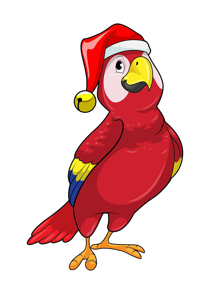 Parrot Santa hat