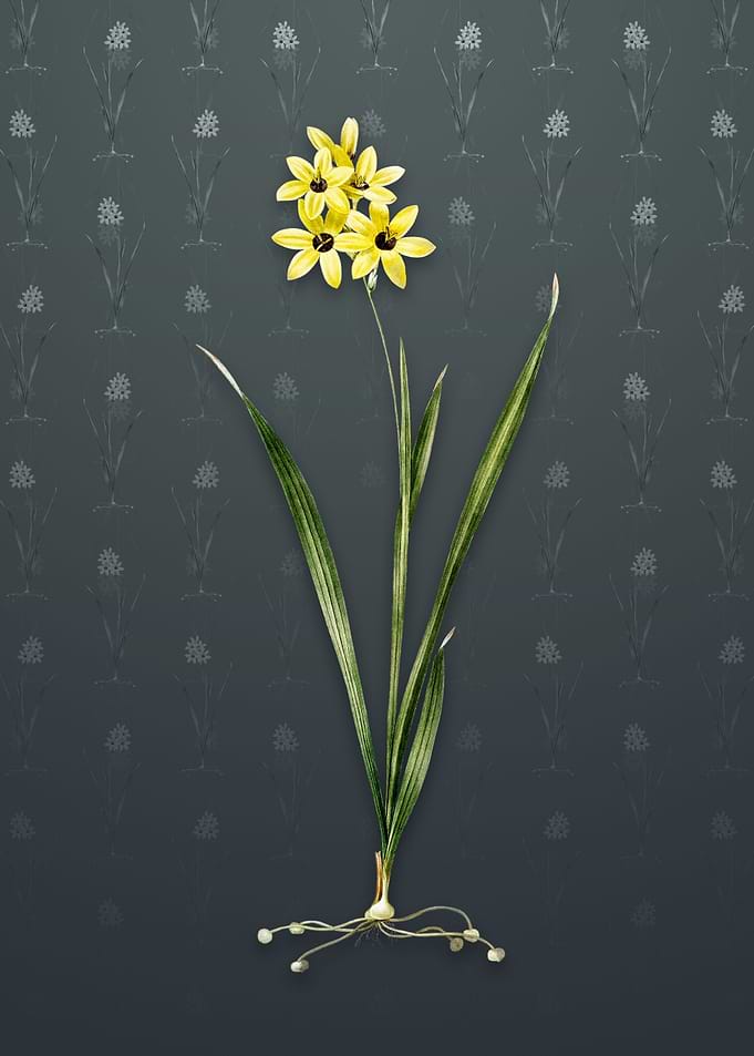 Vintage Ixia Fusco Citrina
