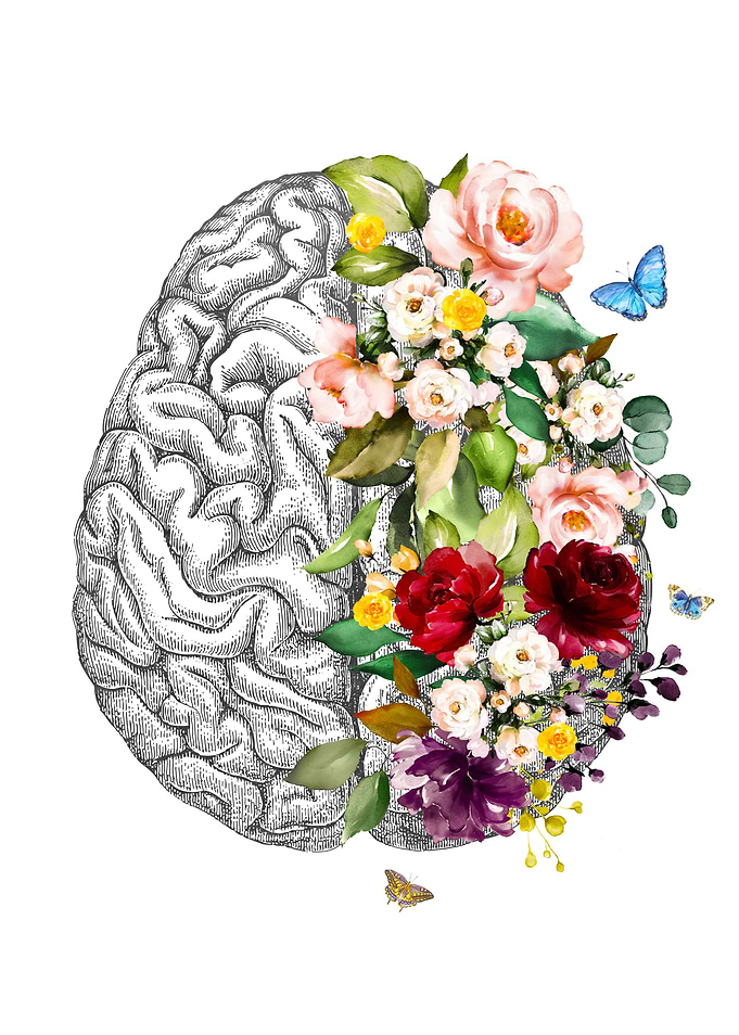 Cerebrum Anatomy