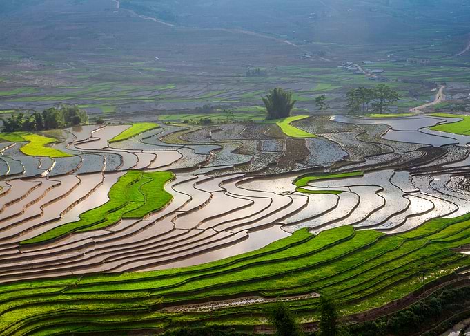 Landscape of rice terraces