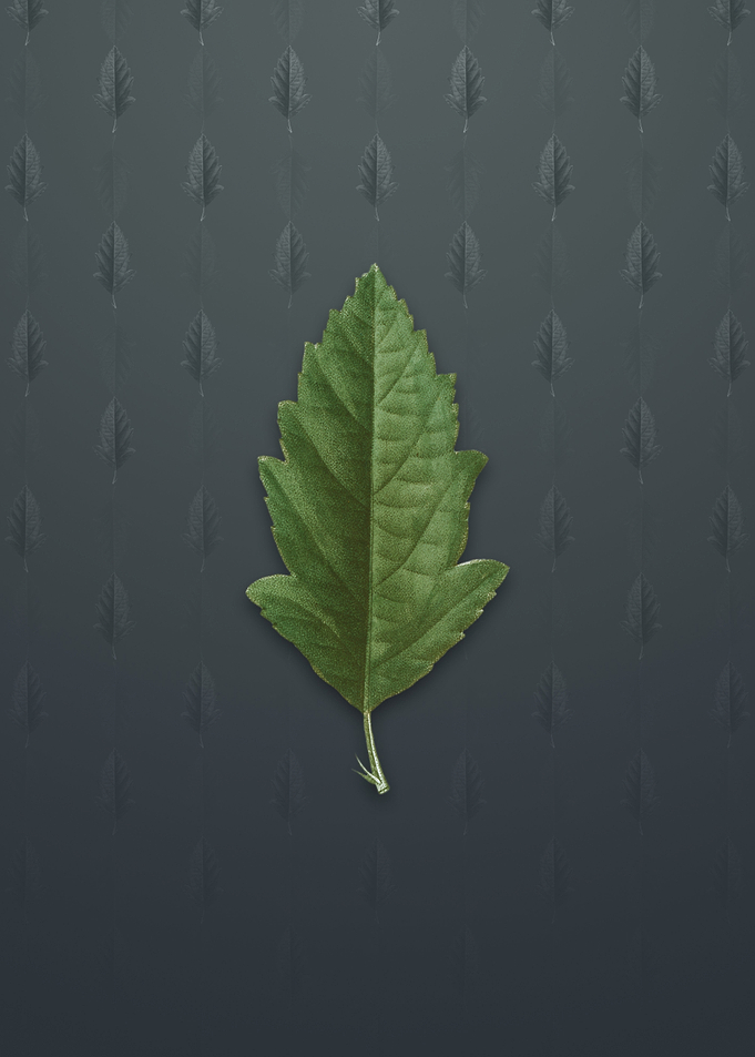 Crabapple on Slate Gray