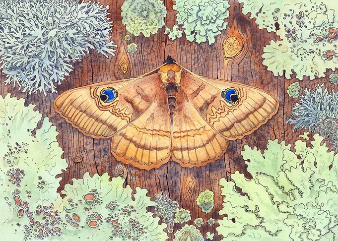 Moth and Lichen