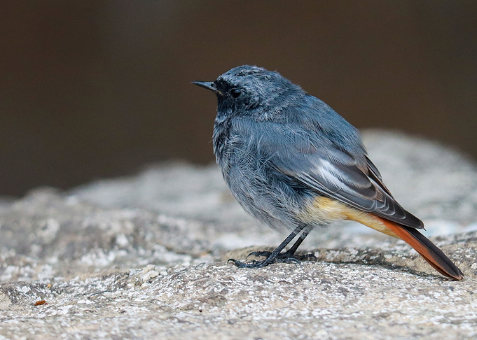 Young bird
