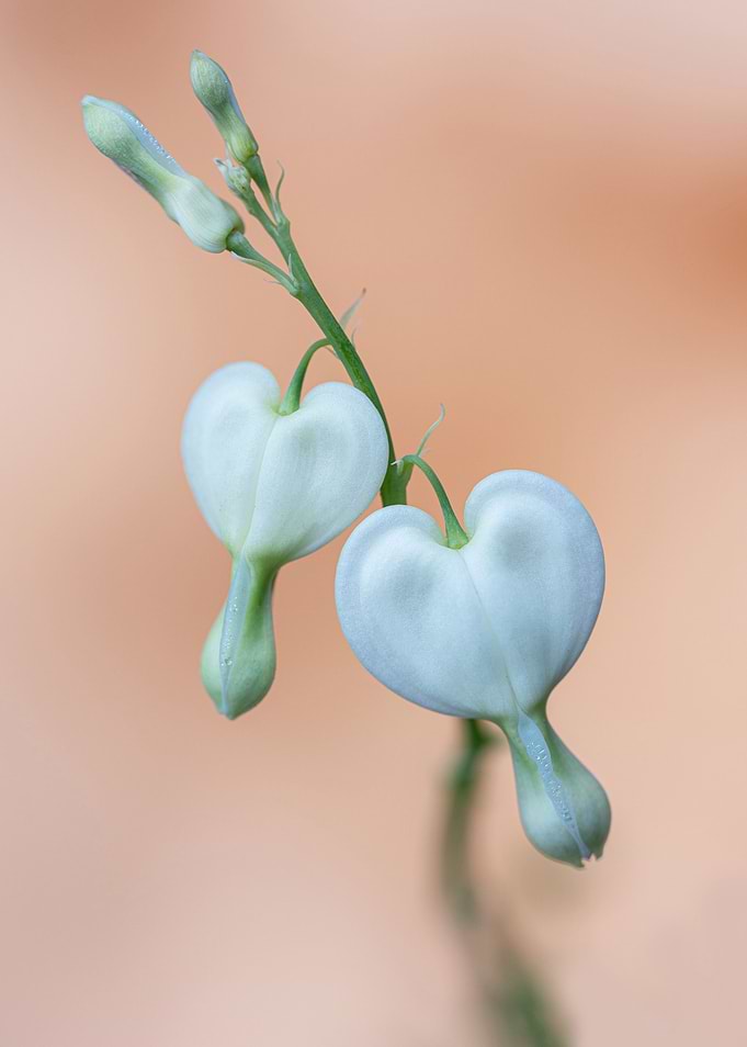 White bleeding hearts