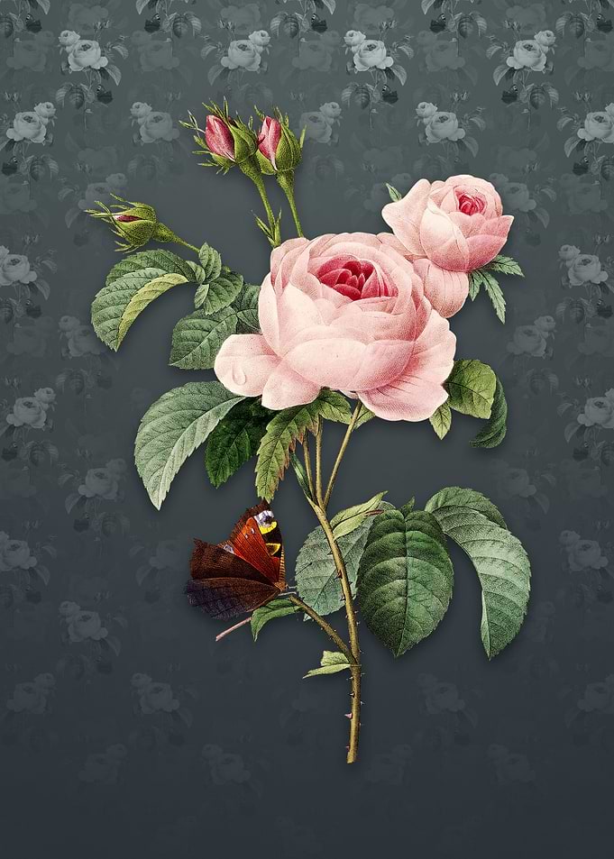 Vintage Provence Rose