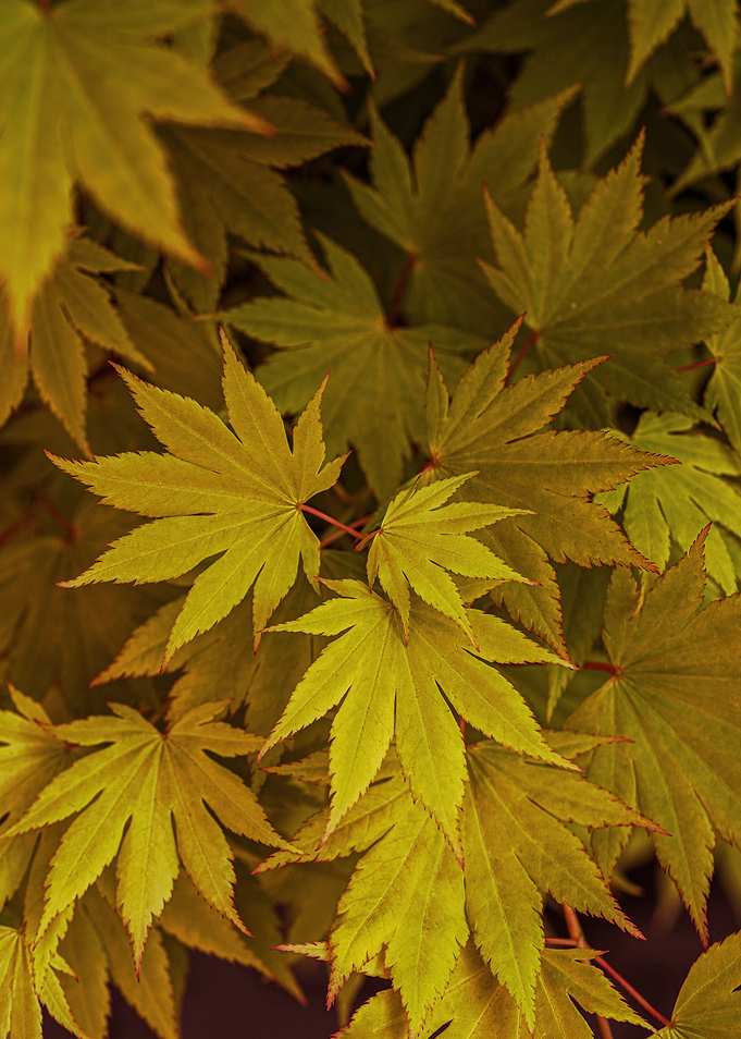 Golden leaves
