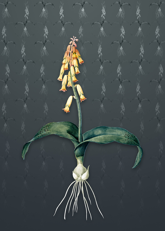 Watsonia on Slate Gray