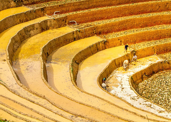 Plowing rice terraces