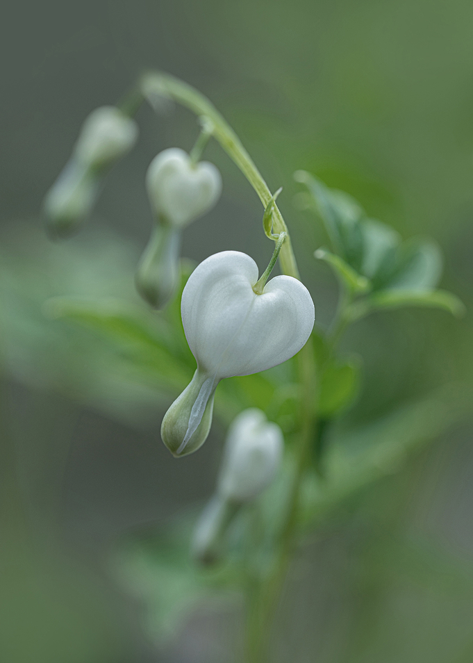 White dicentra