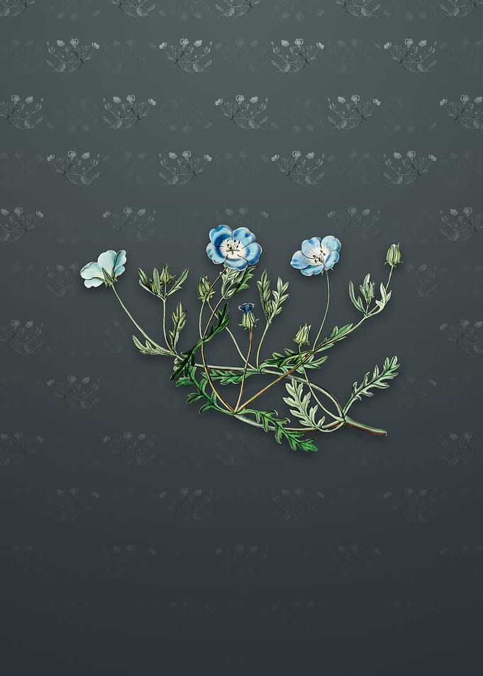 Vintage Shewy Nemophila