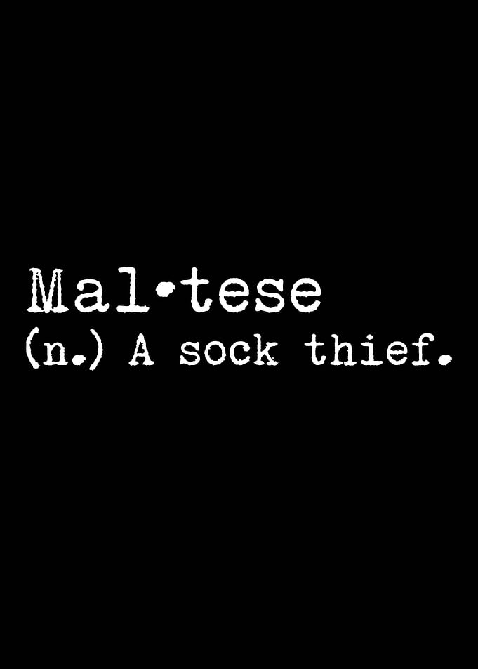 Maltese A Sock Thief