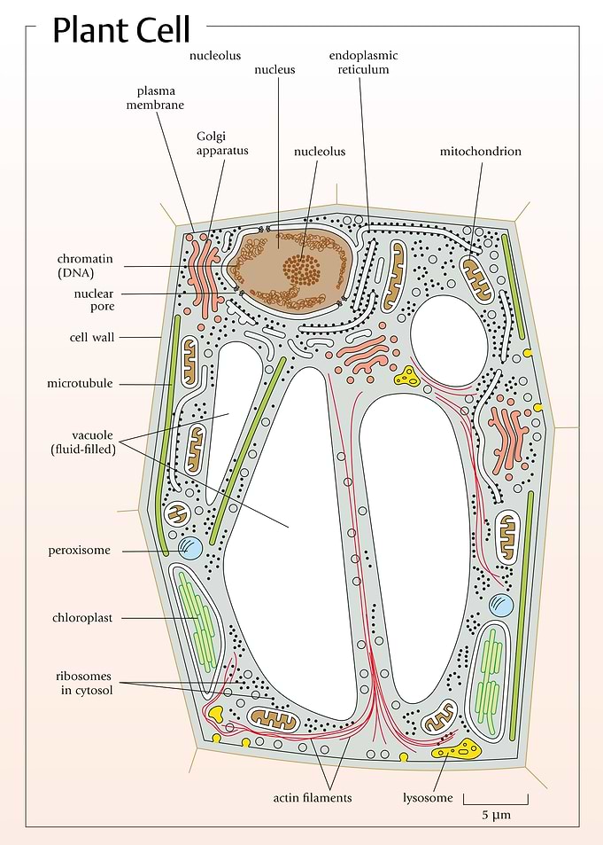 Plant eukaryotic cell