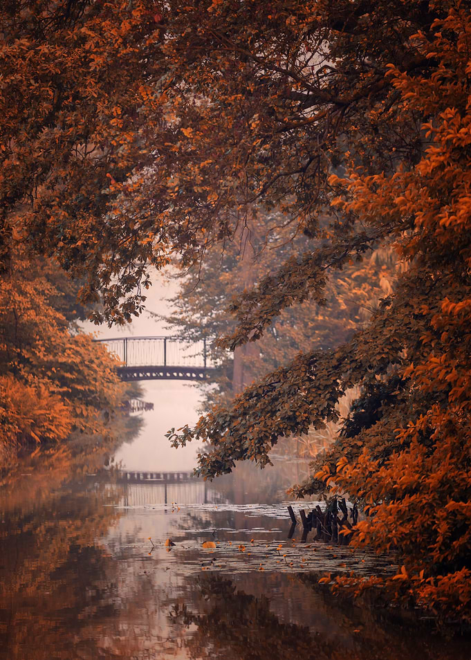 Autumn in the misty park
