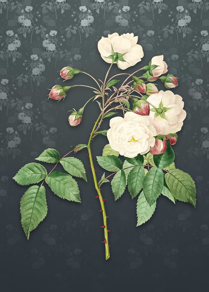 Adelia Aurelianensis