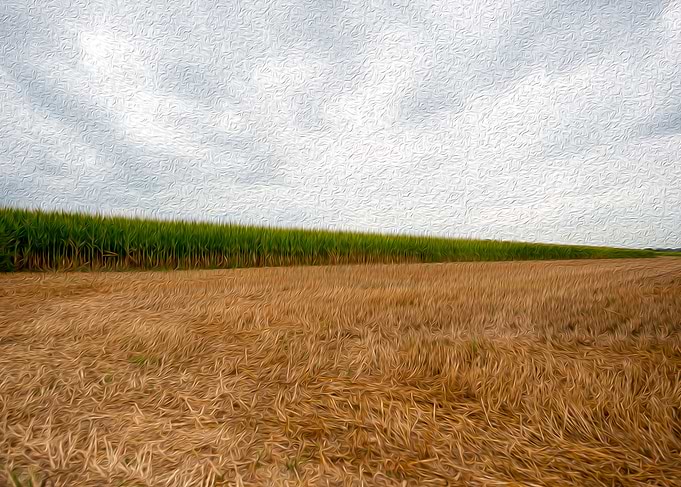 Field