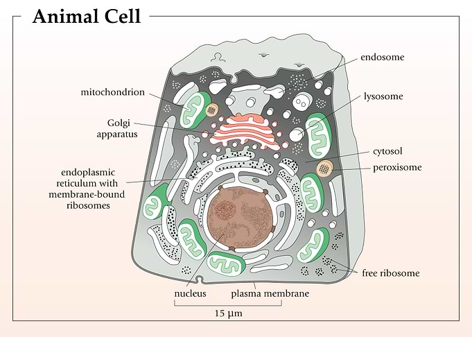 Eukaryotic animal cell