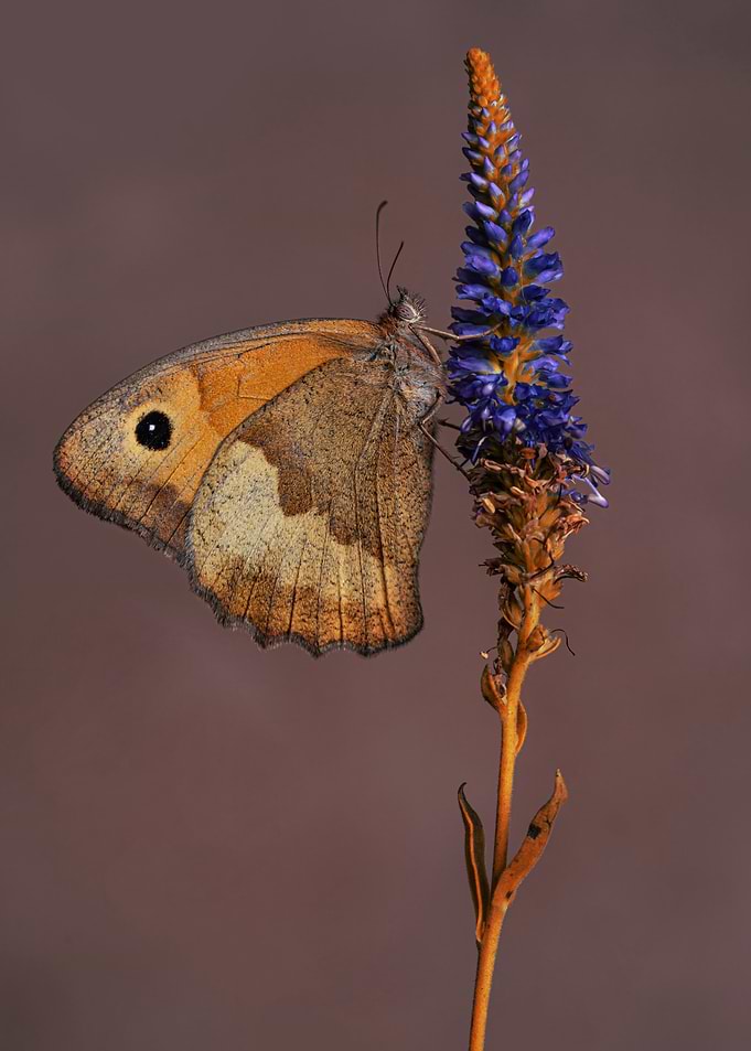 Sitting on the flower