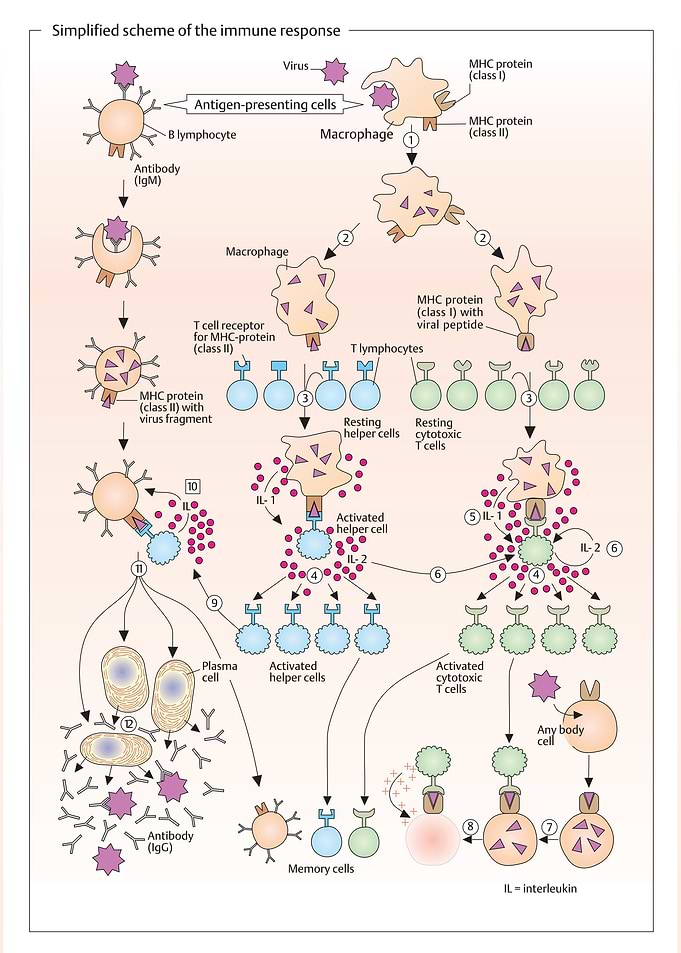 scheme of immune response