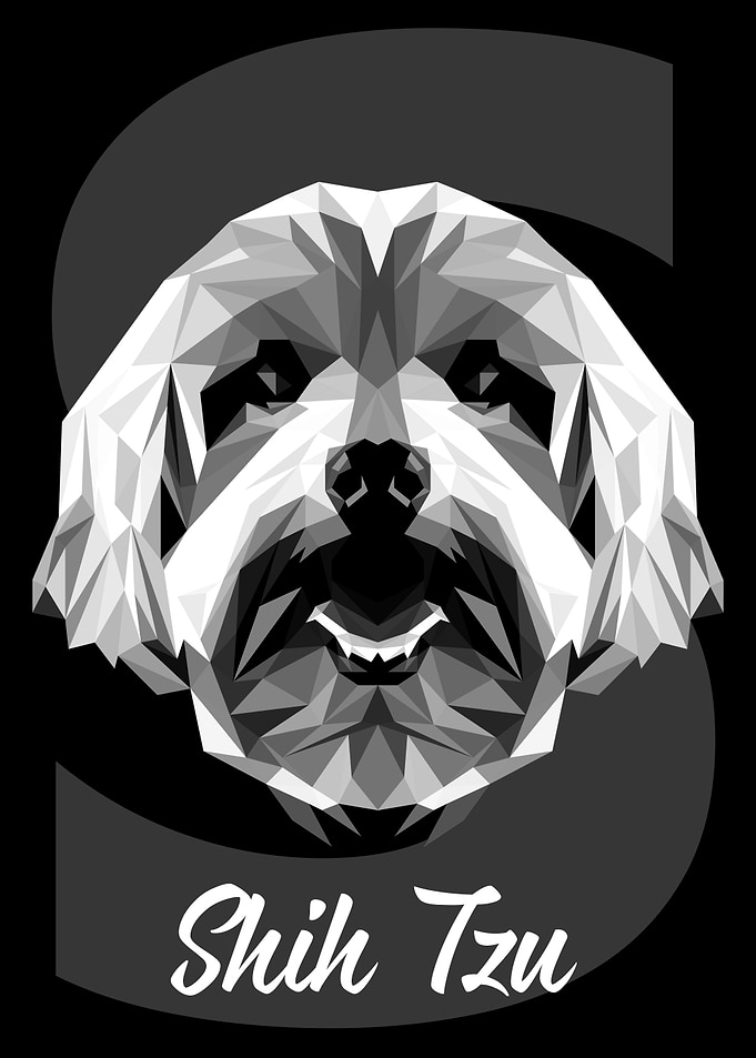Shih Tzu Dog
