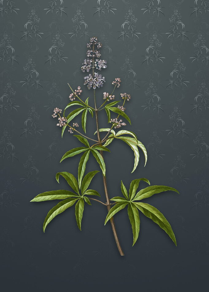 Vintage Chaste Tree