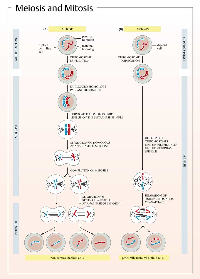 Mitosis and Meiosis