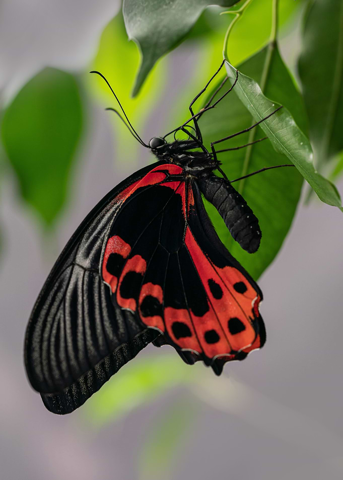 Scarlet Mormon