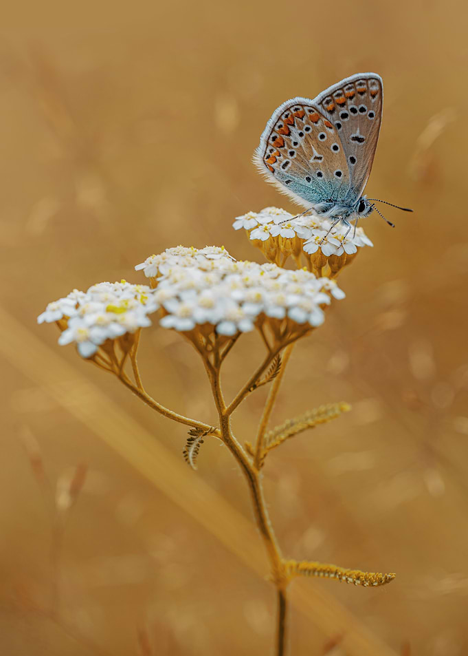 Resting on the flower