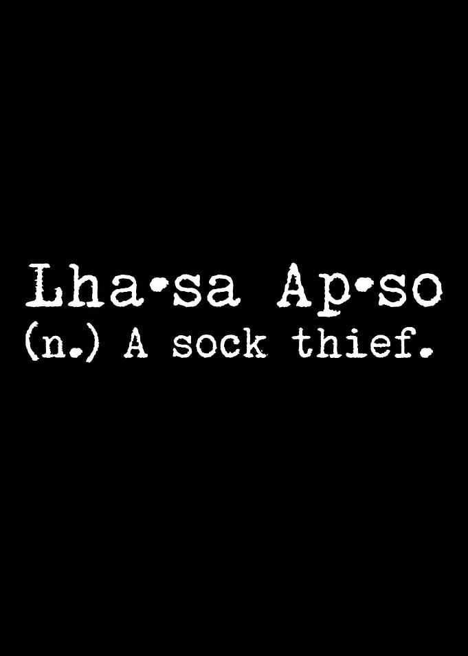 Lhasa Apso A Sock Thief