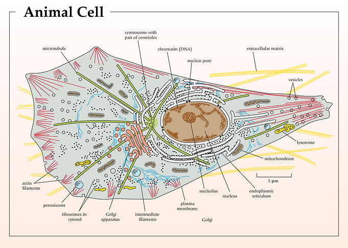 Eukaryotic animal cell