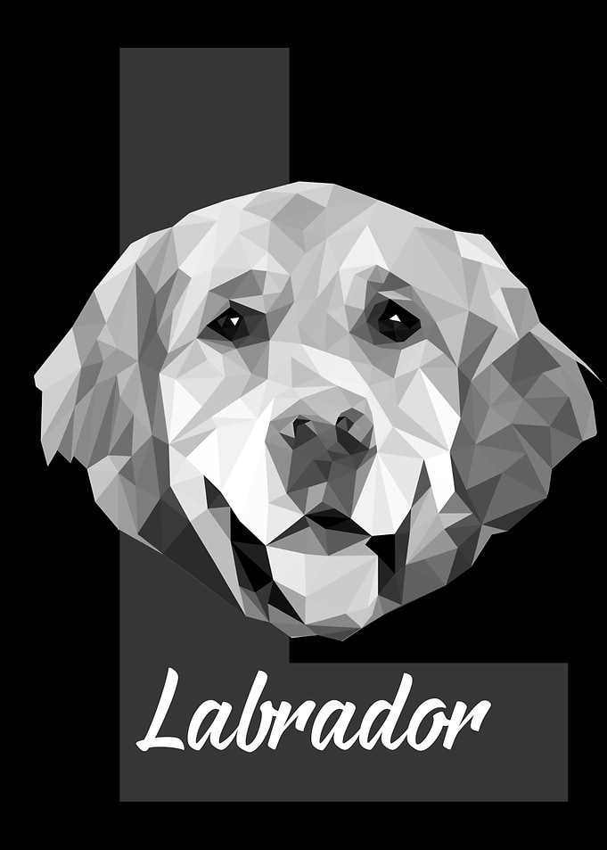 Labrador