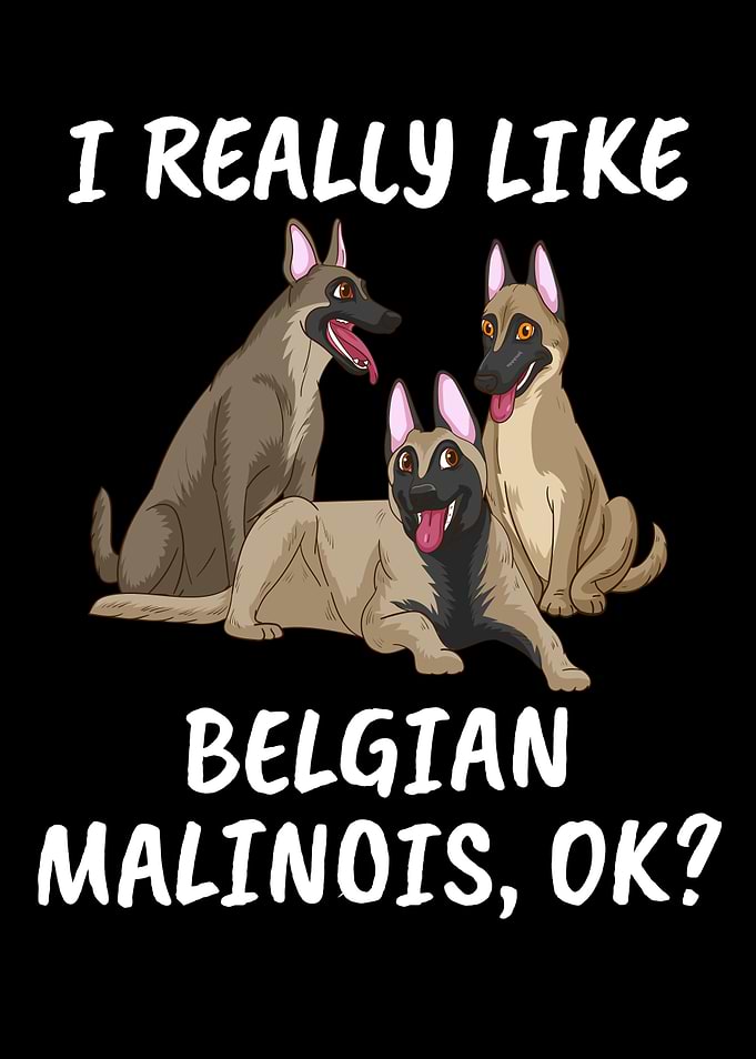 Belgian Malinois Shepherd