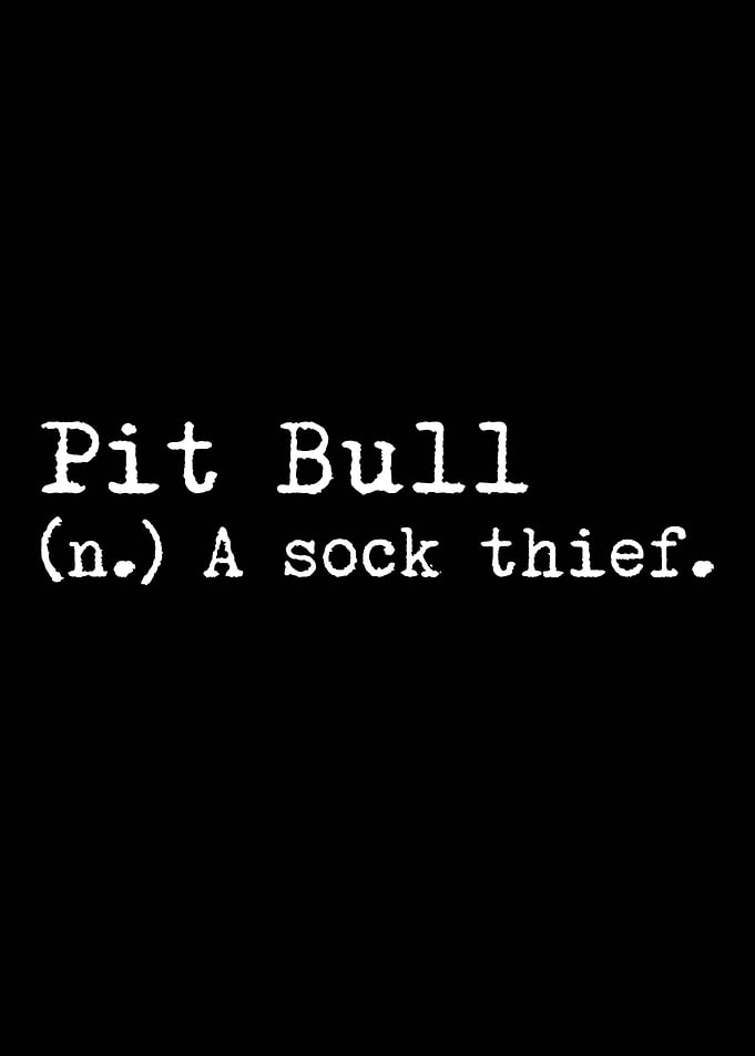 Pit Bull A Sock Thief