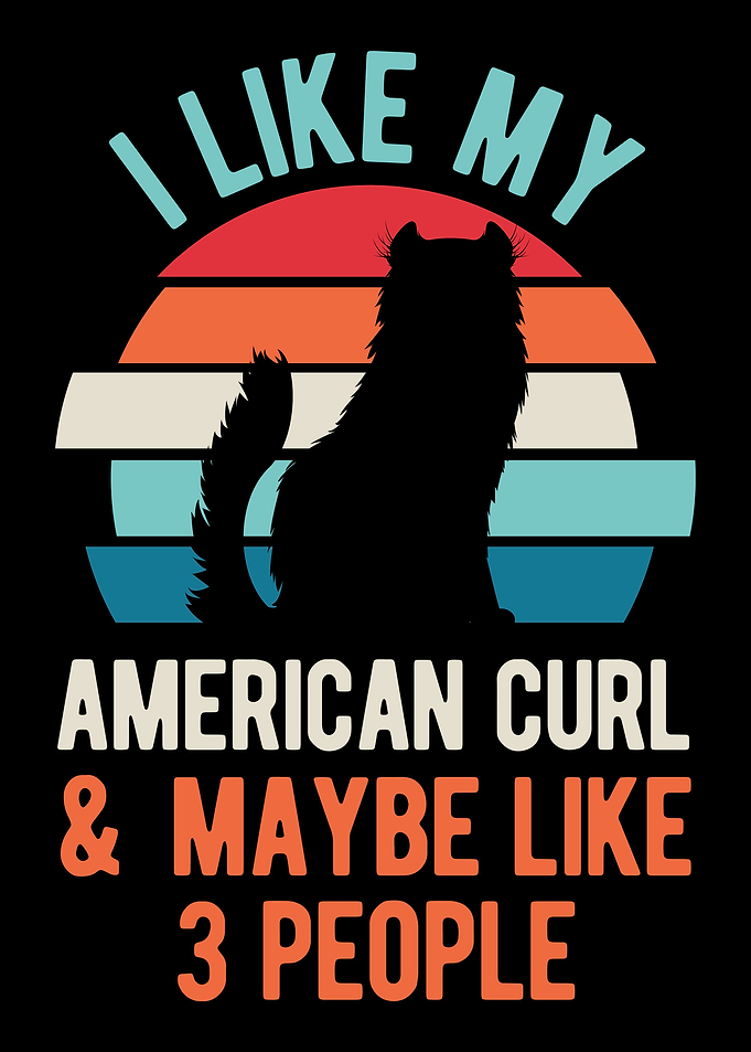 Funny American Curl Cat
