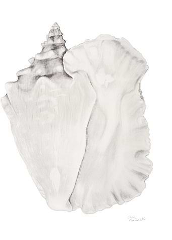 Conch Seashell
