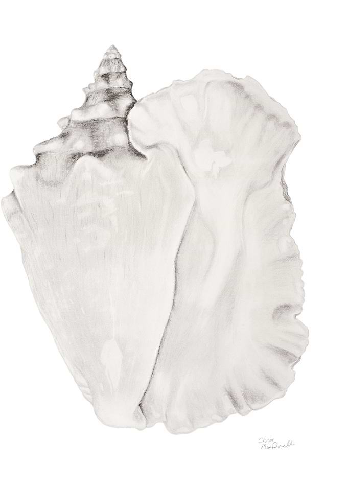 Conch Seashell