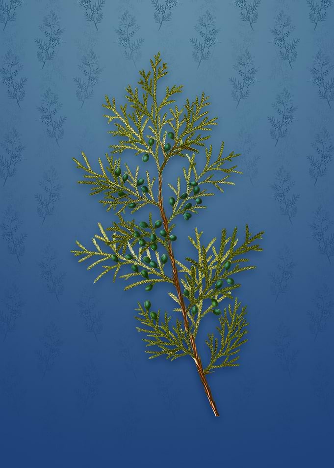 Vintage Virginian Juniper