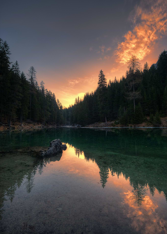 Reflected Forest