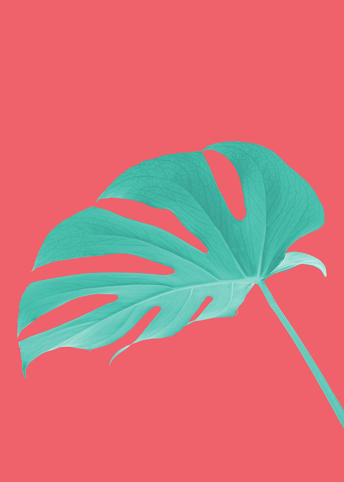 Minimalist floral 81