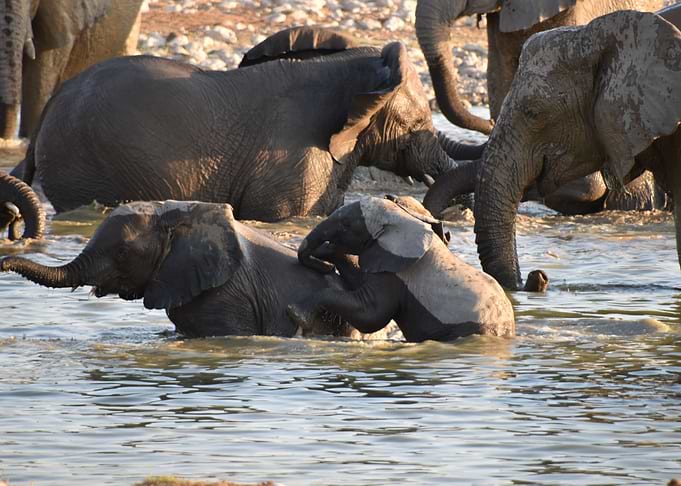 baby elephants playing in