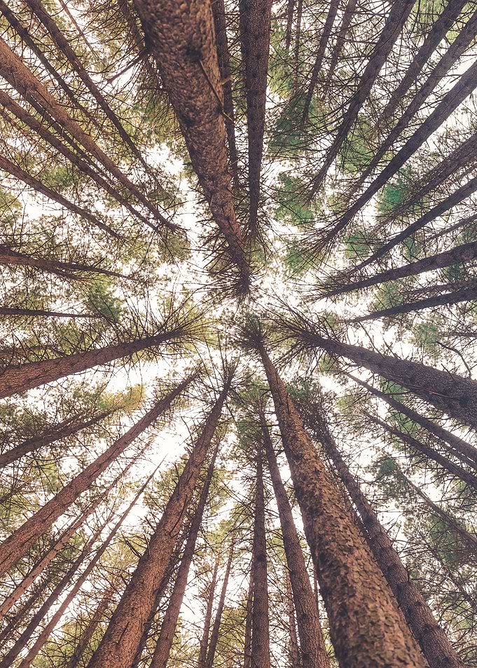 Branches Above